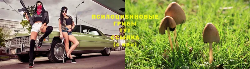 Галлюциногенные грибы Psilocybe  где купить наркотик  Советская Гавань 